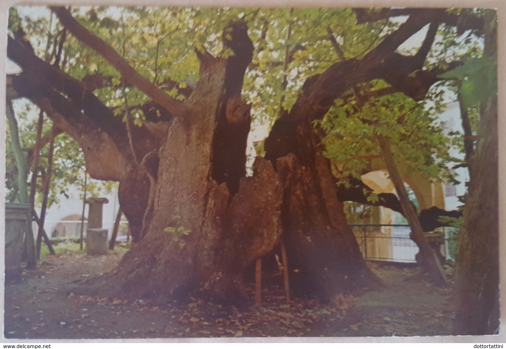 KOS - GREECE - THE PLANE-TREE OF HIPPOCRATES, OLDEST TREE OF EUROPE - PLATANE DES HIPPOKRATES - PLATANO - Arbres