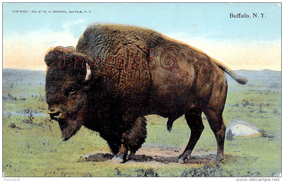 Buffalo NY New York - Bison - Buffalo