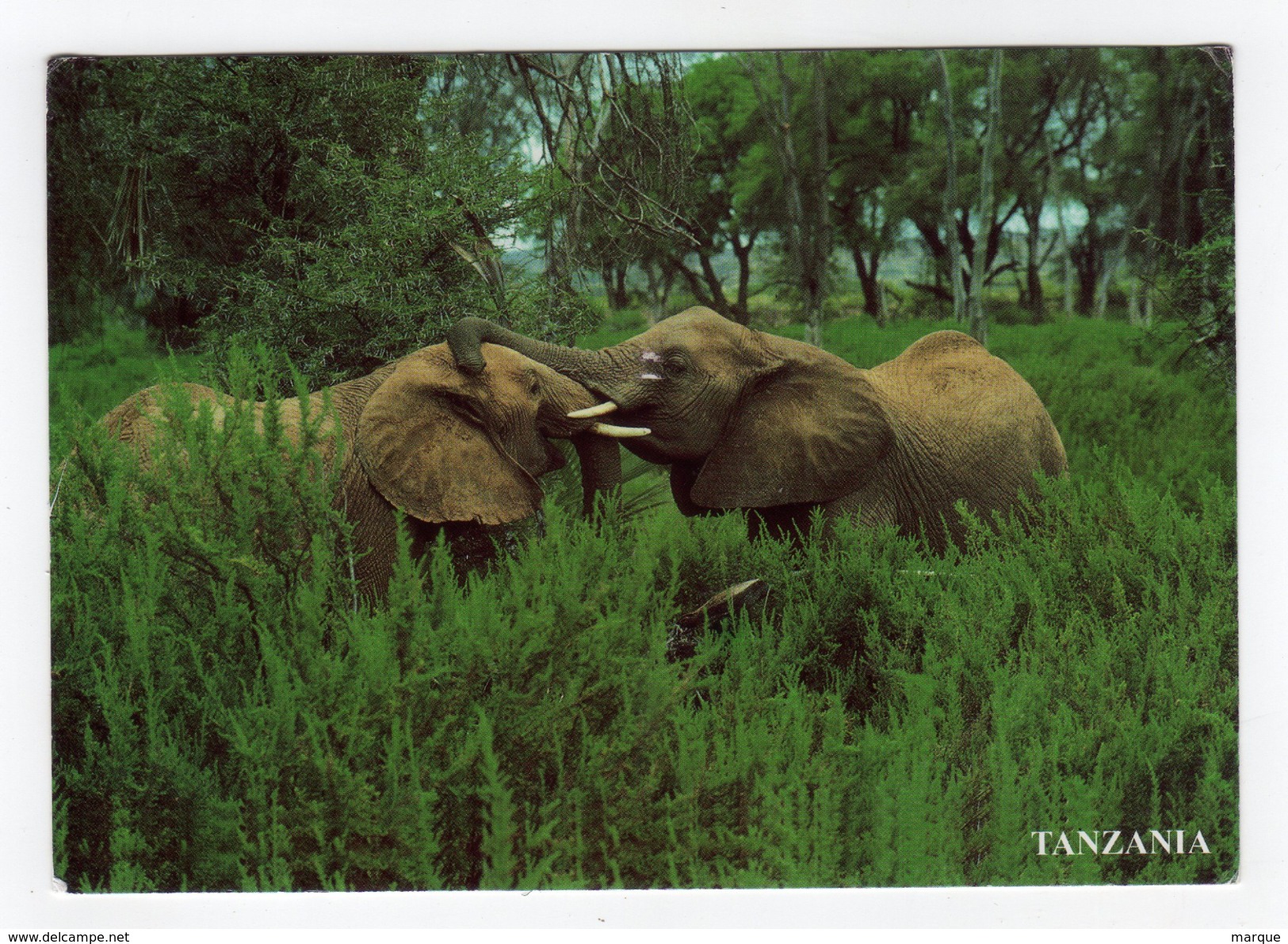 Cpm TANZANIA TANZANIE Eléphants - Tanzanie