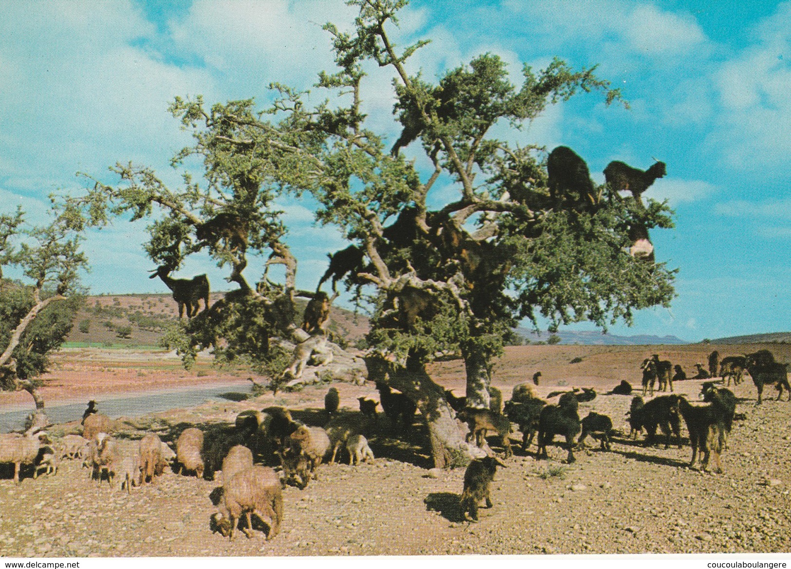 Scènes Typiques Marocaines "Arbre De Chèvres" (MAROC) - Other & Unclassified