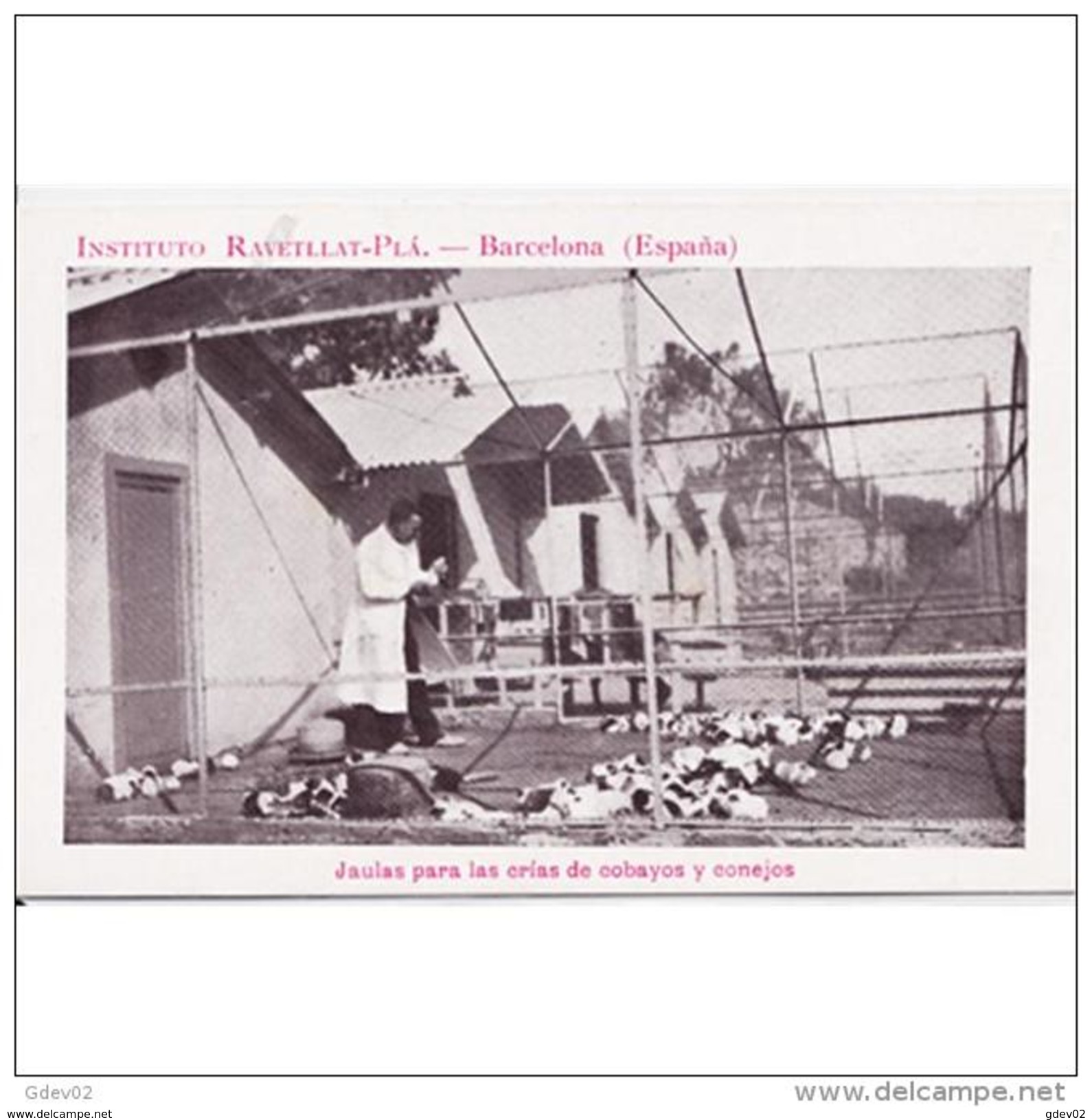 BCNTP3794CPA-FTMD9809TACRI.Postal De BARCELONA.Criadero De Cobayas Y Conejos LINSTITUTO RAVETLLAT-PLA,BARCELONA - Crías