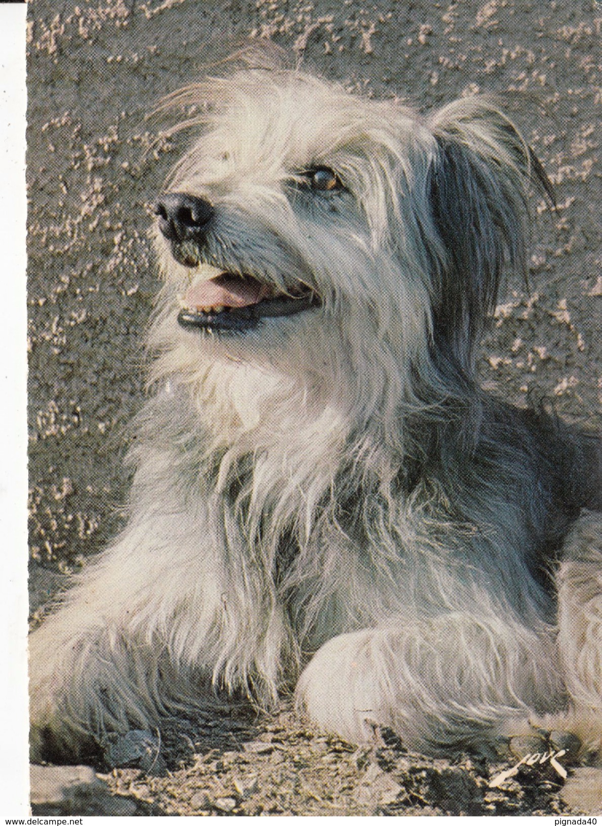 G , Cp , ANIMAUX , LABRIT Des Pyrénées, Gardien De Troupeaux - Chiens