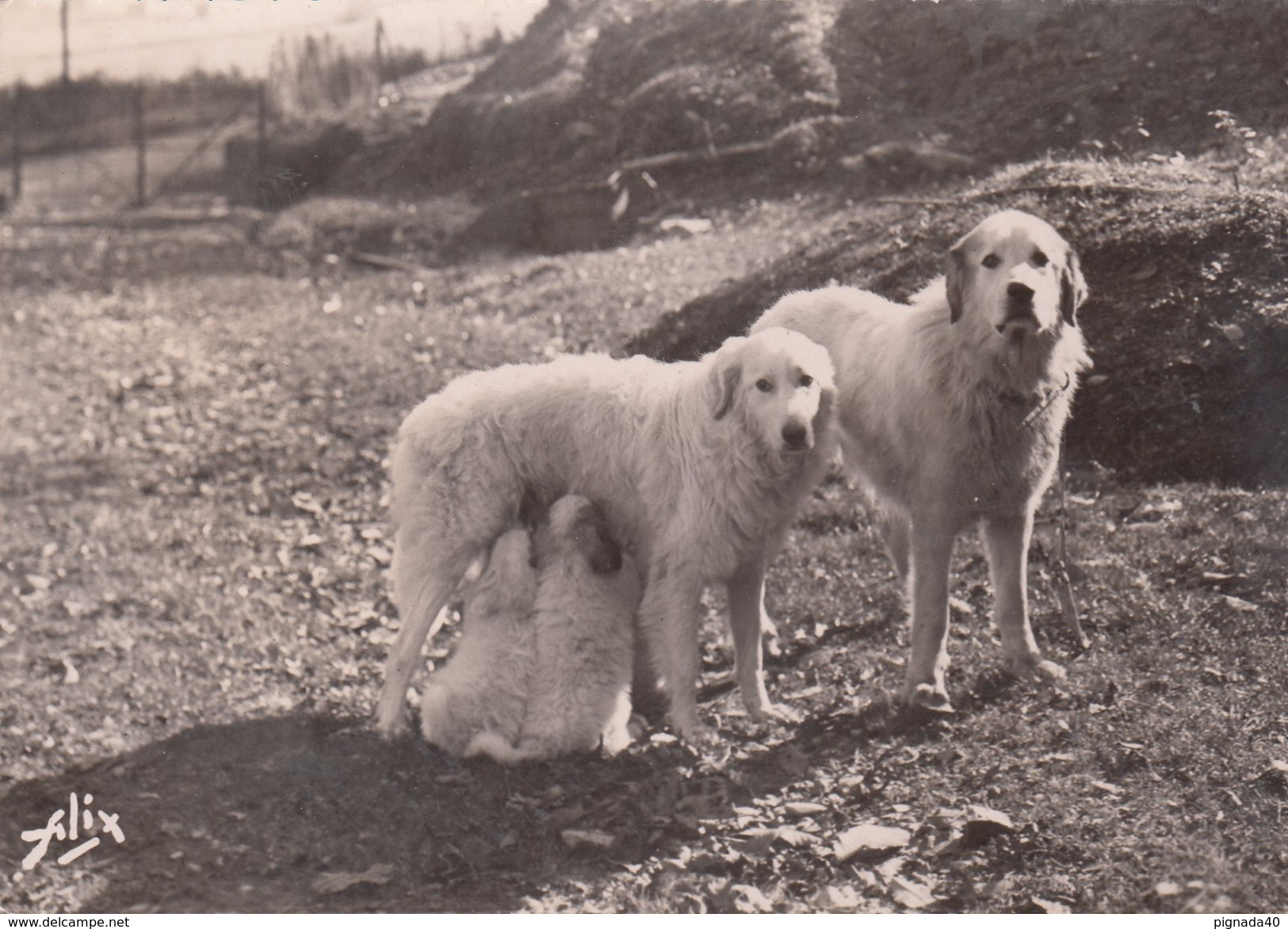 G , Cp , ANIMAUX , Chiens Des Pyrénées - Chiens