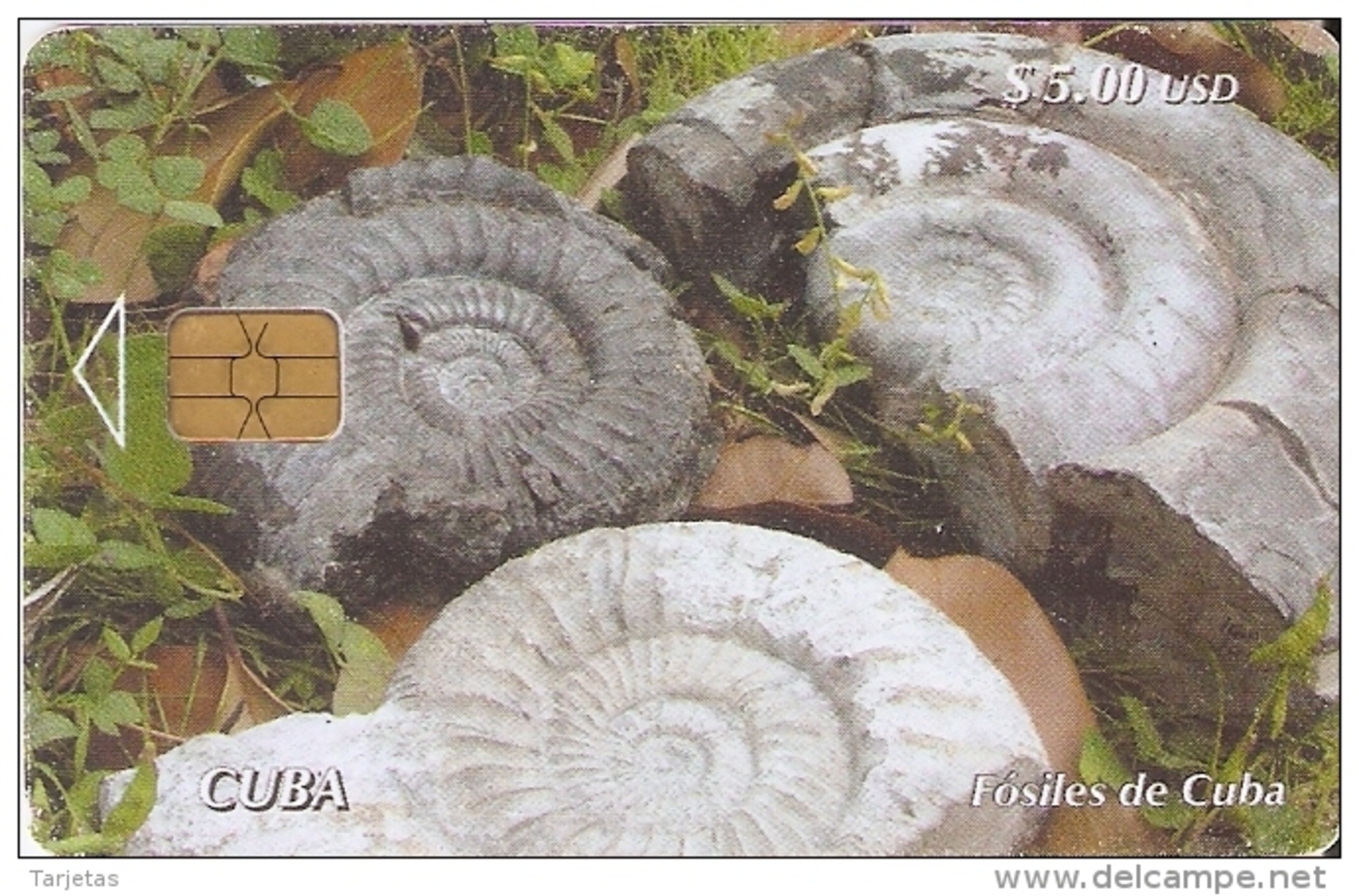 Nº 211 TARJETA DE CUBA DE UNOS AMMONITES FOSILES (CARACOL-ESCAGOT) - Cuba