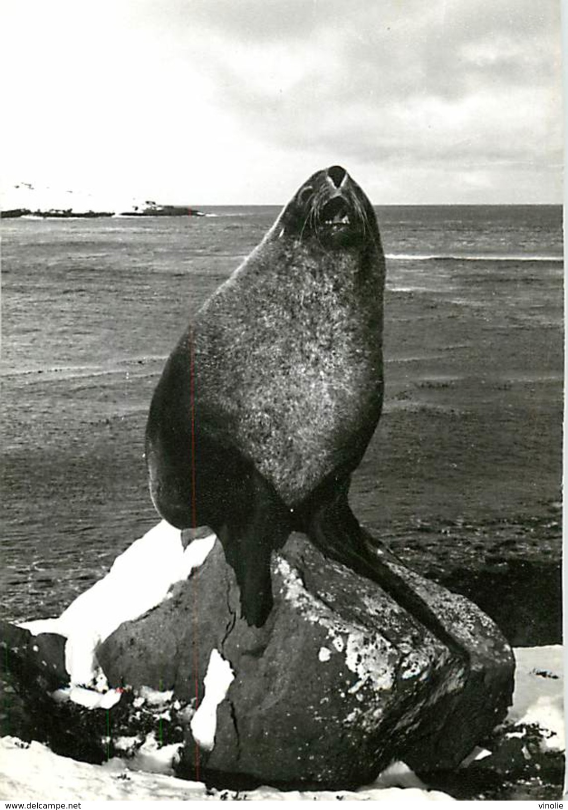 C-17.295 : KERGUELEN - TAAF : Terres Australes Antarctiques Françaises