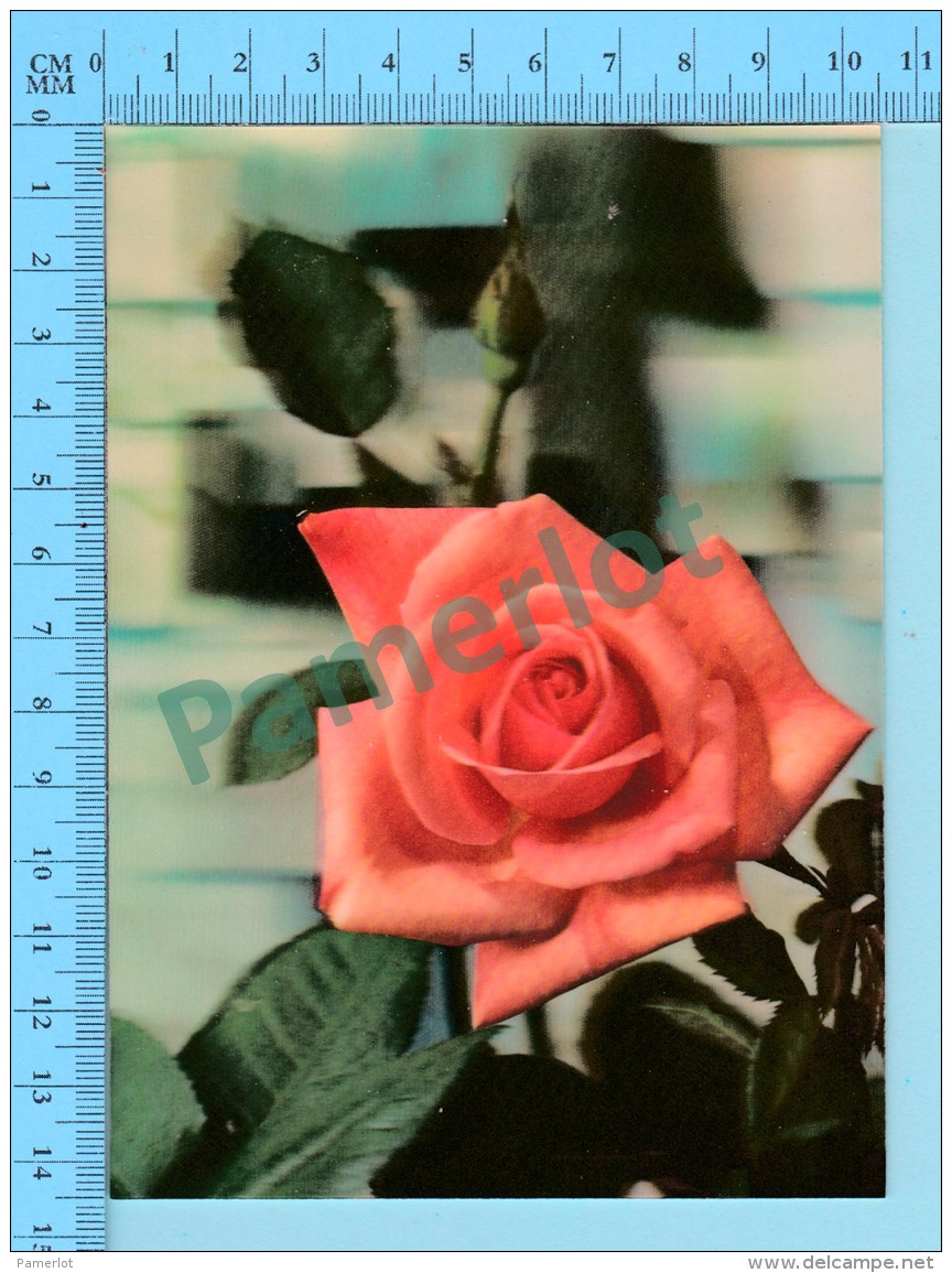 Fleur  - Lenticulaire Lenticular 3D-1 Position " Rose " - 2scans - Fleurs