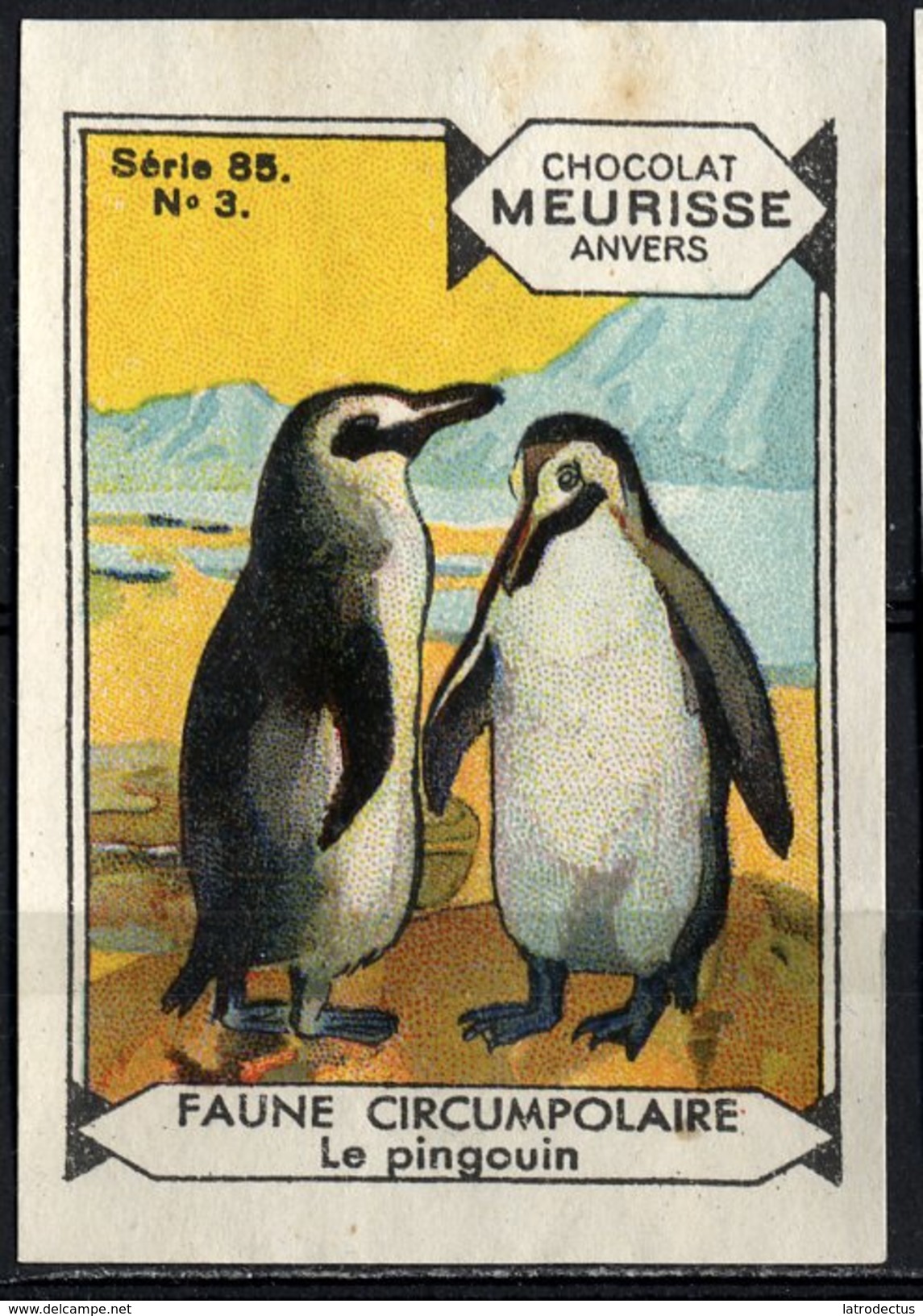 Meurisse - Ca 1930 - 85 - Faune Circumpolaire, Circumpolar Fauna - 3 - Le Pingouin, Penguin (backside Damaged) - Autres & Non Classés