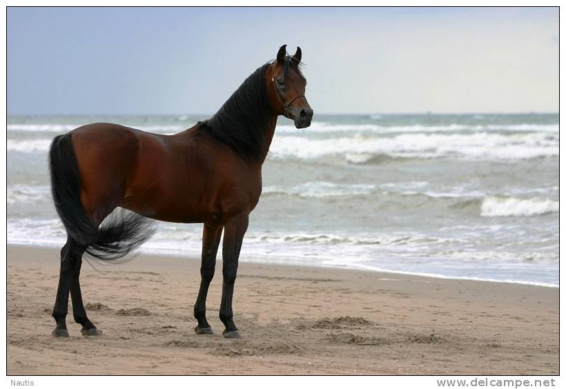 New Postcard, Postkarte, Carte Postale, Animal, Tier, Animale, Horse, Beach, Coast - Horses