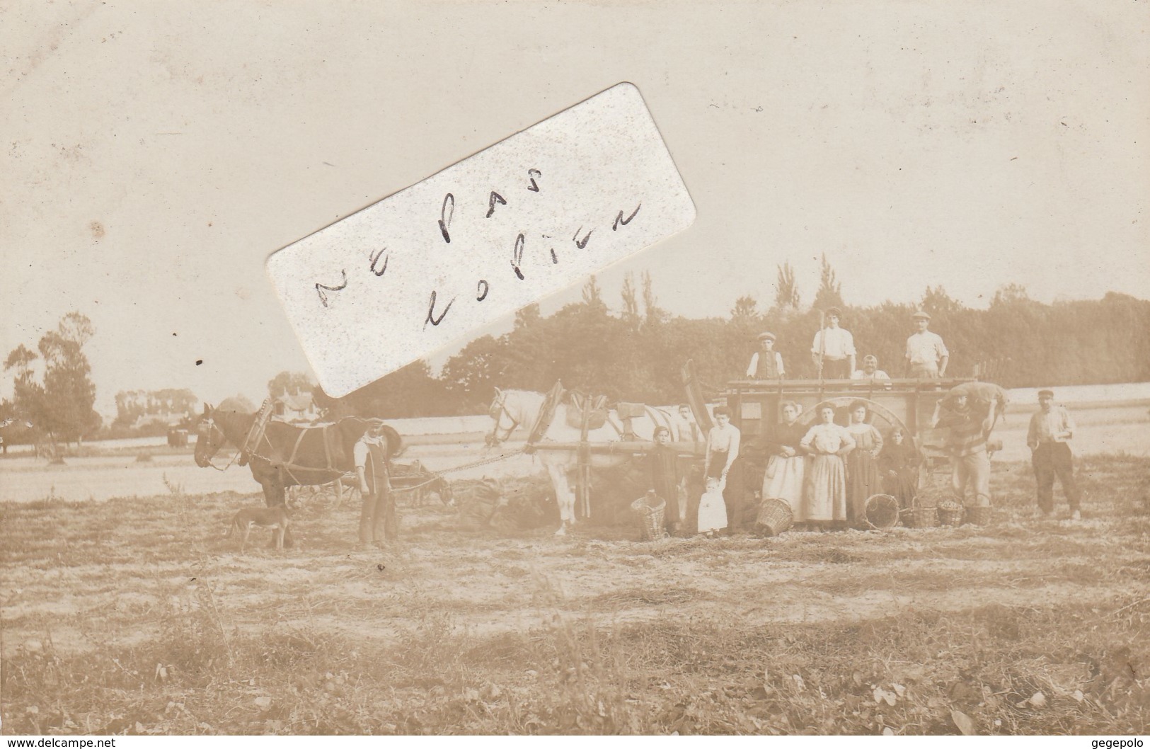 LONGJUMEAU -  Dans Les Champs .....  ( Carte Photo ) - Longjumeau