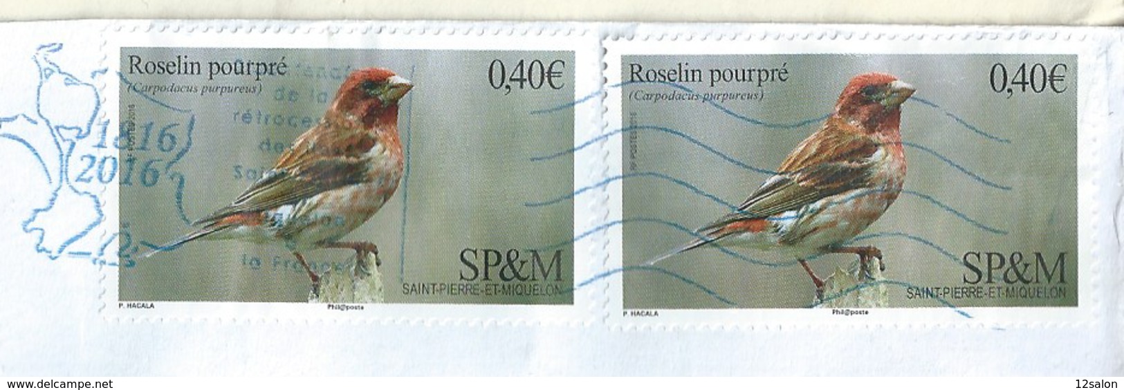 Lettres ST PIERRE ET MIQUELON Theme OISEAUX LE ROSELIN POUPRE - Brieven En Documenten