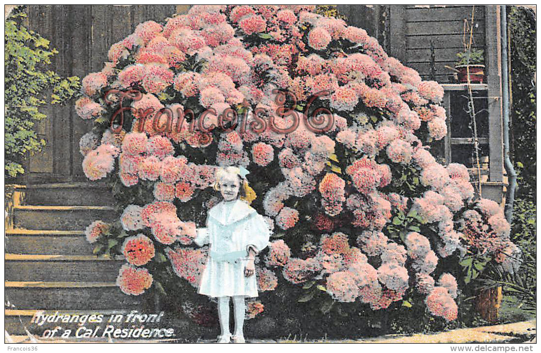 Hydranges In Front Of A Cal. Residence - Flowers Girl - Los Angeles