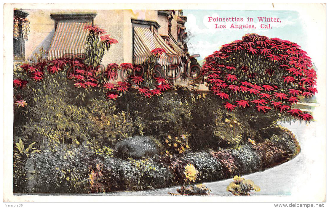 Poinsettias In Winter - Los Angeles - Flowers Garden - Los Angeles