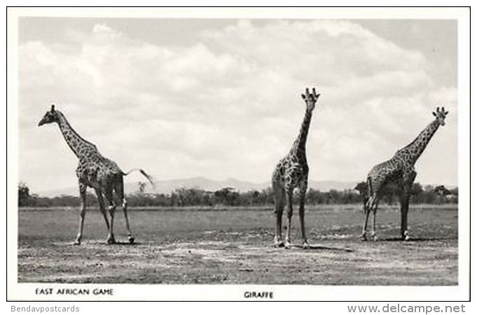 Kenya, East African Game, Giraffe Group (1950s) Skulina Pegas RPPC - Kenia