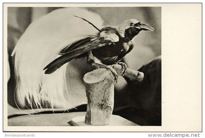 Dutch New Guinea, Paradise Bird (1950s) RPPC - Papoea-Nieuw-Guinea