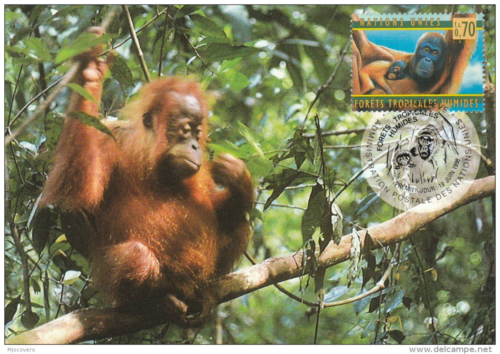 1998 UN Geneve FDC (maximum Card)  ORANG UTANG Monkey Stamps United Nations Cover - Monkeys