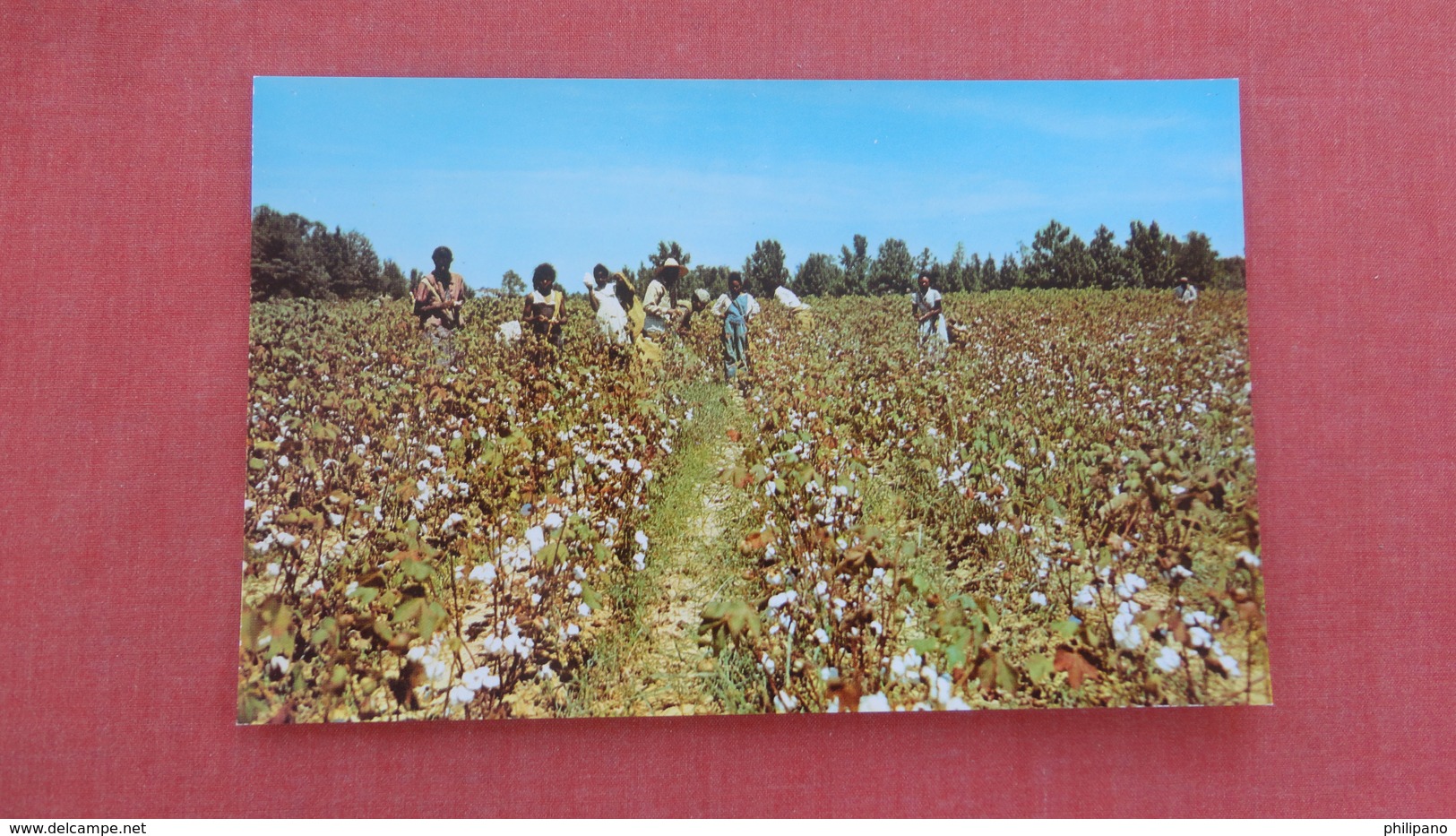 Cotton Picking Time In The Deep South   = ==  Ref 2534 - Black Americana