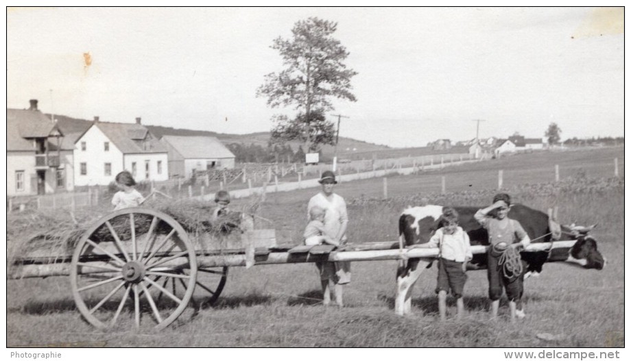 Canada Quebec Gaspésie Anse Au Gascon Scene Agricole Famille Ancienne Photo Snapshot Vers 1920 - Places