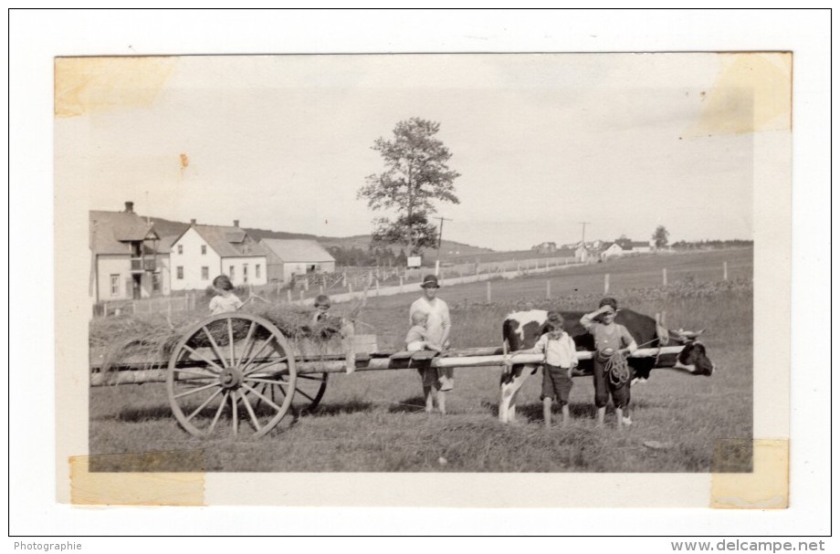 Canada Quebec Gaspésie Anse Au Gascon Scene Agricole Famille Ancienne Photo Snapshot Vers 1920 - Places