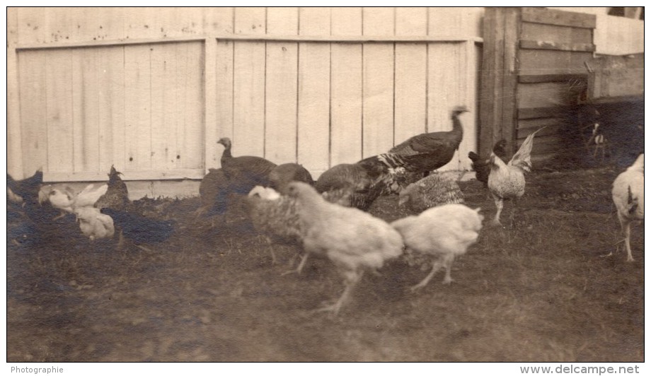 USA? A La Campagne Volaille Poules Et Dindes En Liberte Ancienne Photo Snapshot 1920 - Places