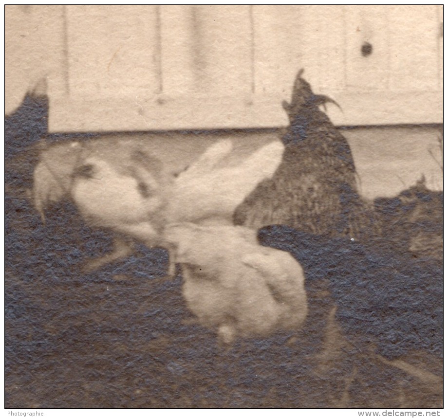 USA? A La Campagne Volaille Poules Et Dindes En Liberte Ancienne Photo Snapshot 1920 - Places