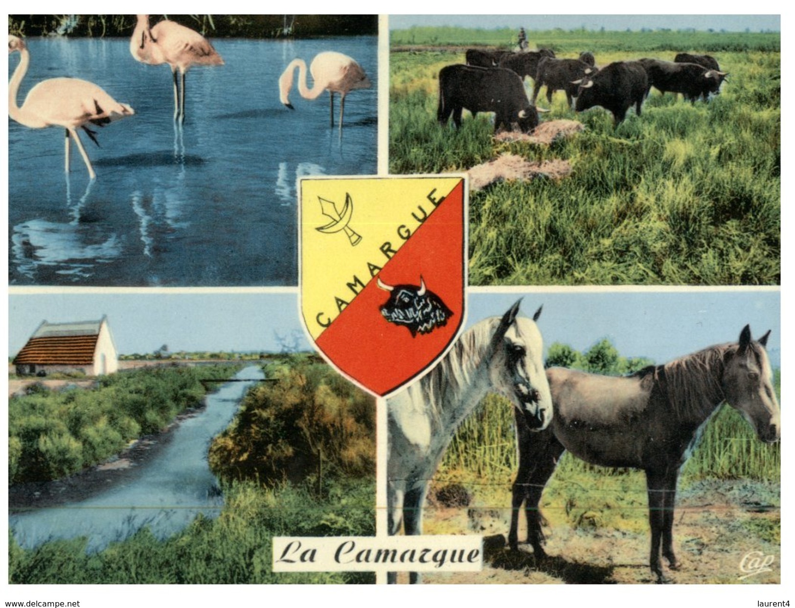 (261) Horse - Bull - Flamingo -  Camargue - Pferde