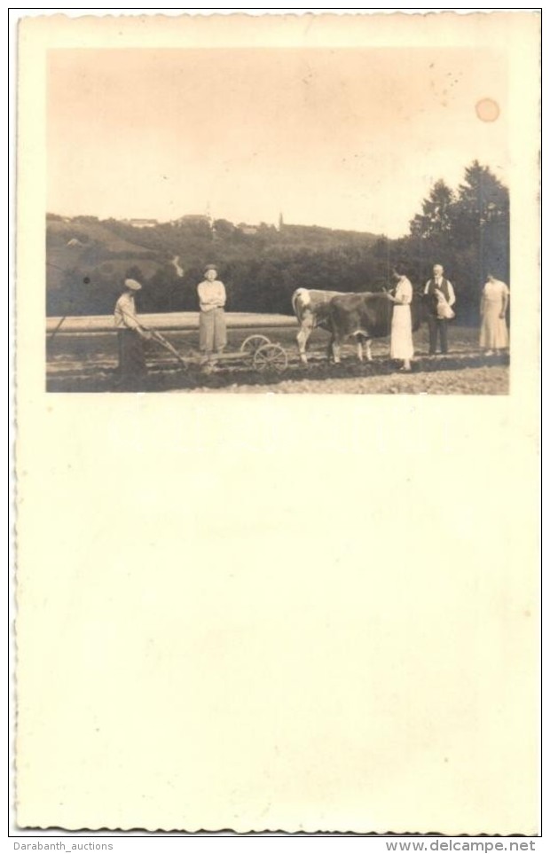 T2 1934 Bod&oacute;hegy, Bodonci; Ek&eacute;z&eacute;s &uacute;ri Fel&uuml;gyelettel / Plowing, Photo - Non Classificati