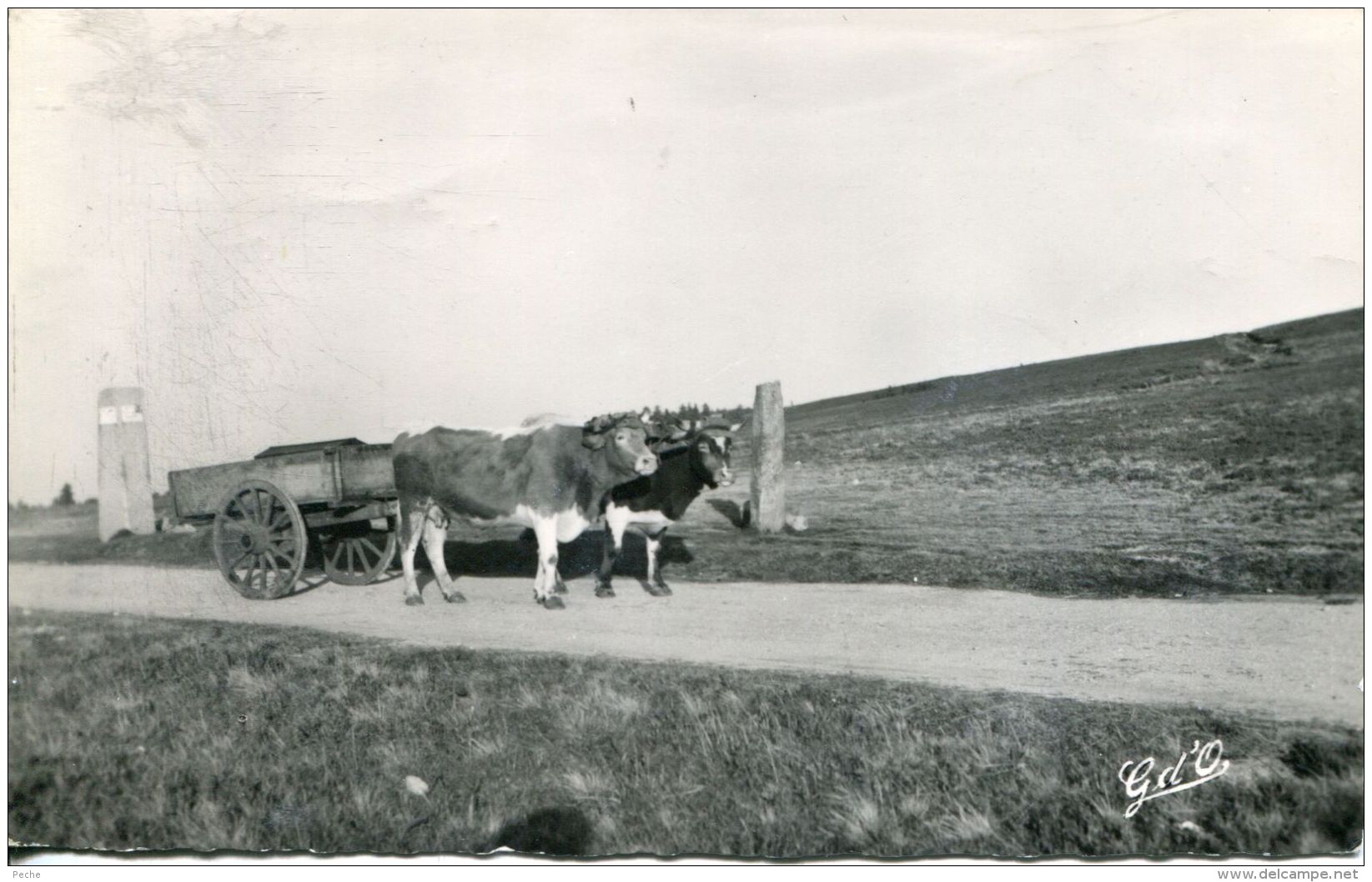 N°52939 -cpsm Les Monts Du Forez -attelage- - Attelages