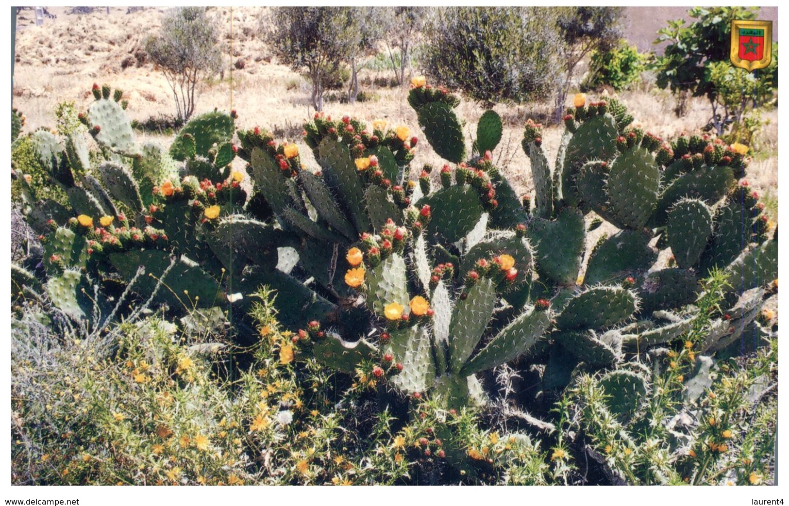 (55) Cactus - Cactusses