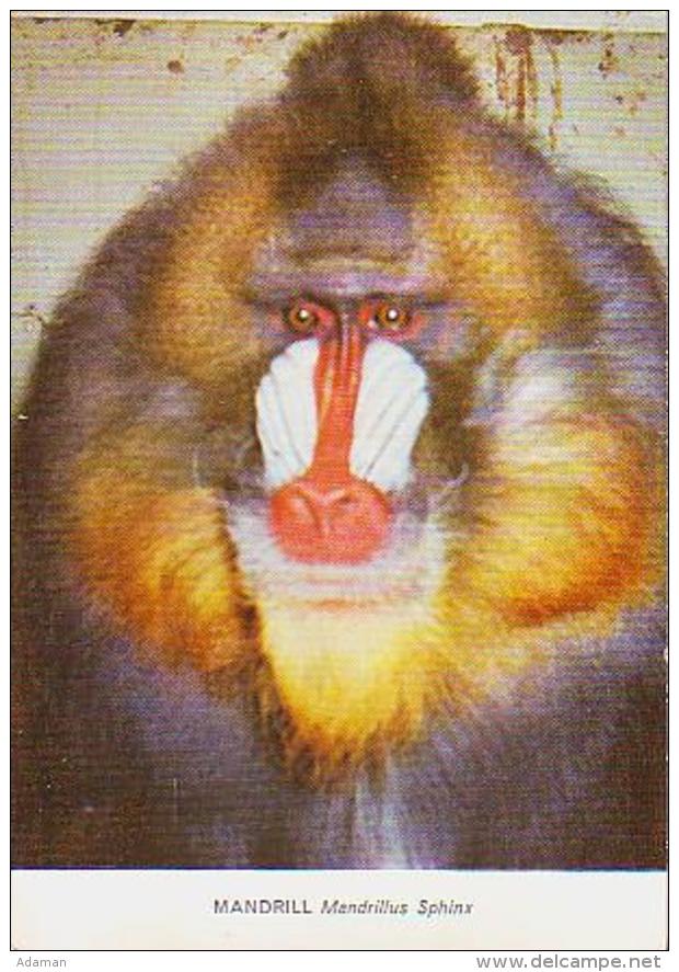 Singe        H12        Mandrill ( Jersey Zoo ) - Affen