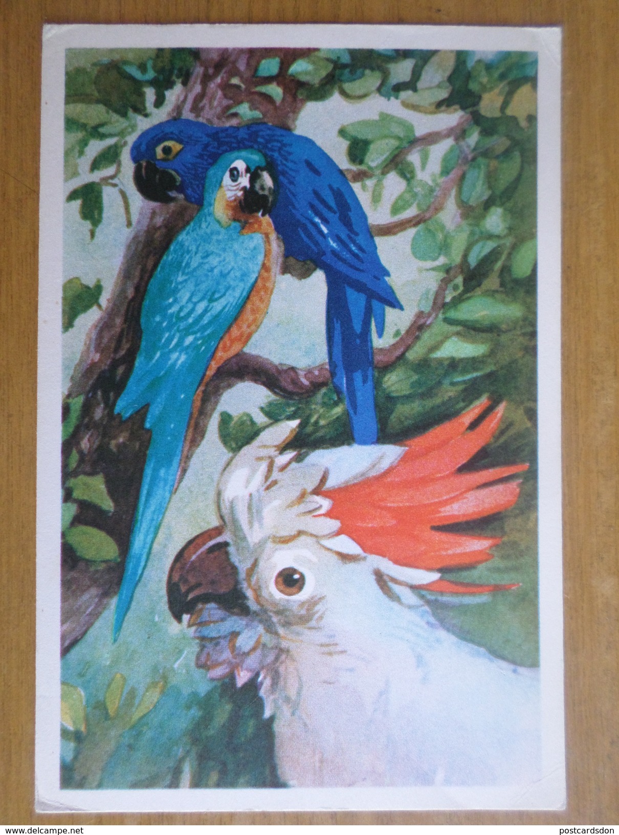 Parrots - Macaw And Cockatoo - Rare Old Soviet Postcard 1968 - Oiseaux