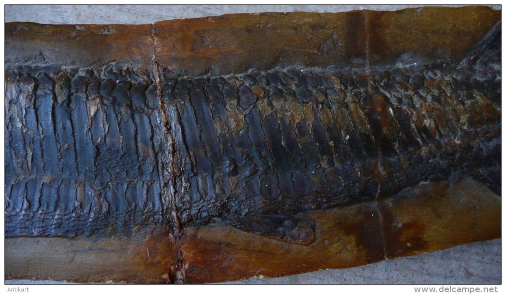 Fossile d'ASPIDORHYNCHUS - 42  x 9 cm