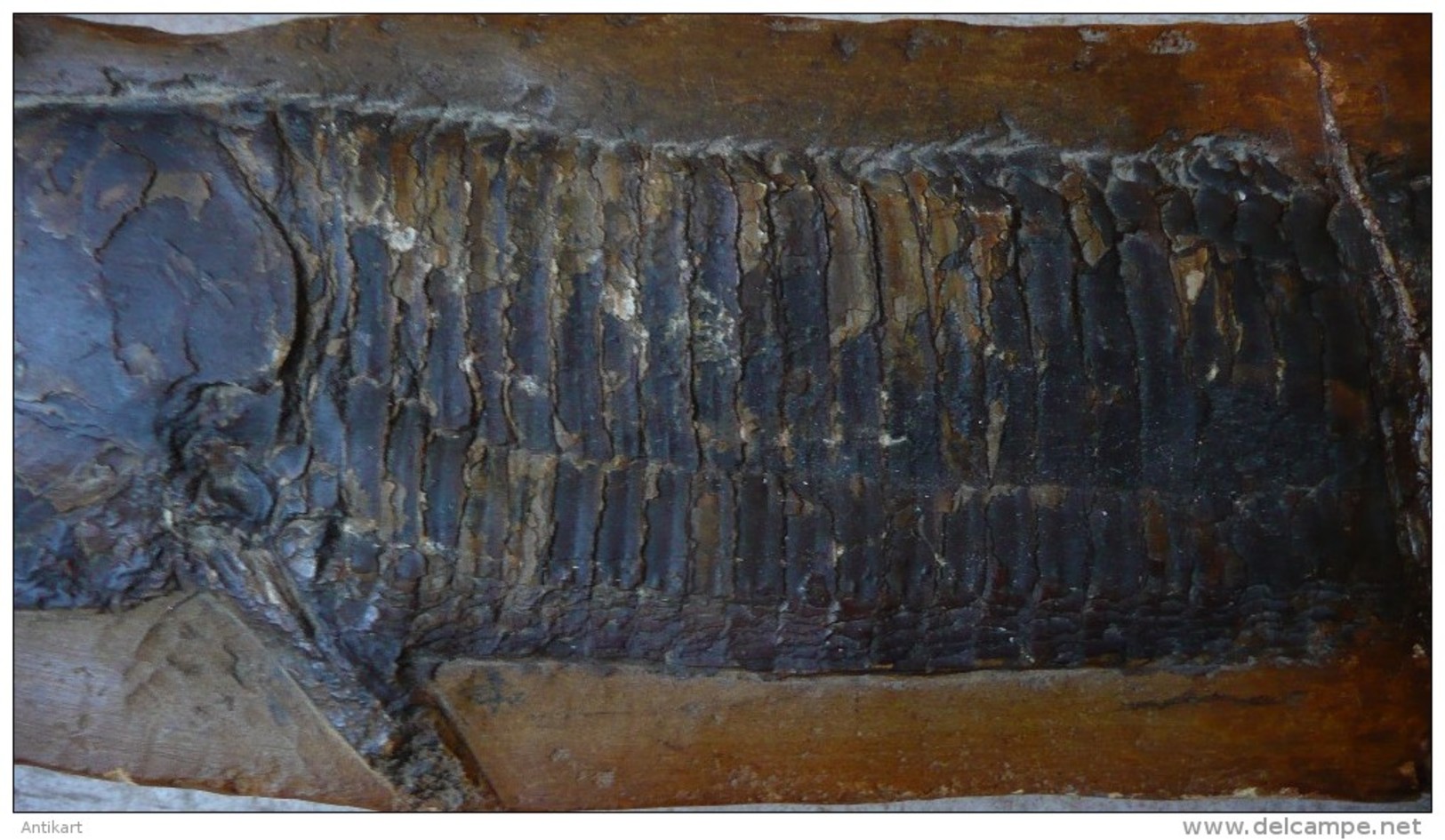 Fossile d'ASPIDORHYNCHUS - 42  x 9 cm