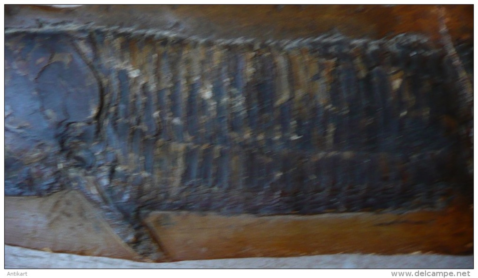 Fossile d'ASPIDORHYNCHUS - 42  x 9 cm