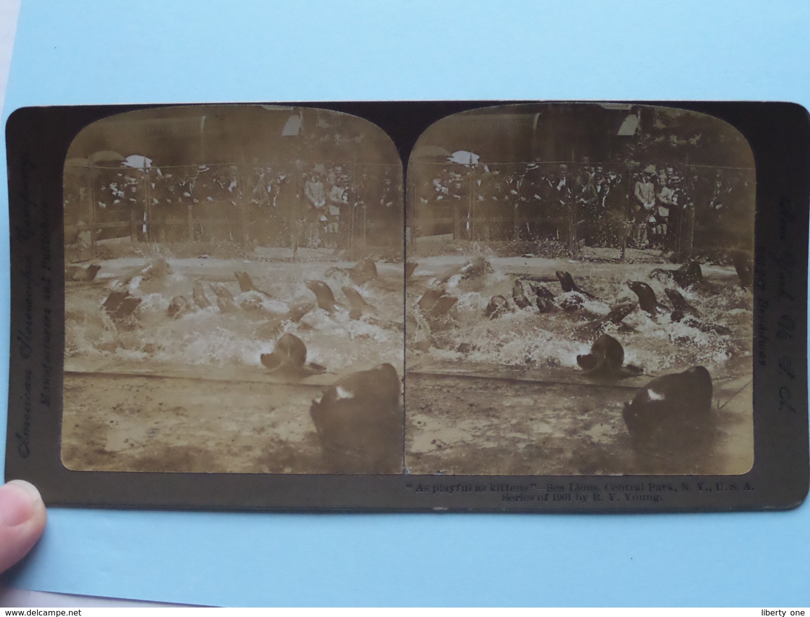 As Playful As Kittens - SEA LIONS Central PARK N.Y. U.S.A. " Stereo Photo " 1901 !! - Stereoscoop