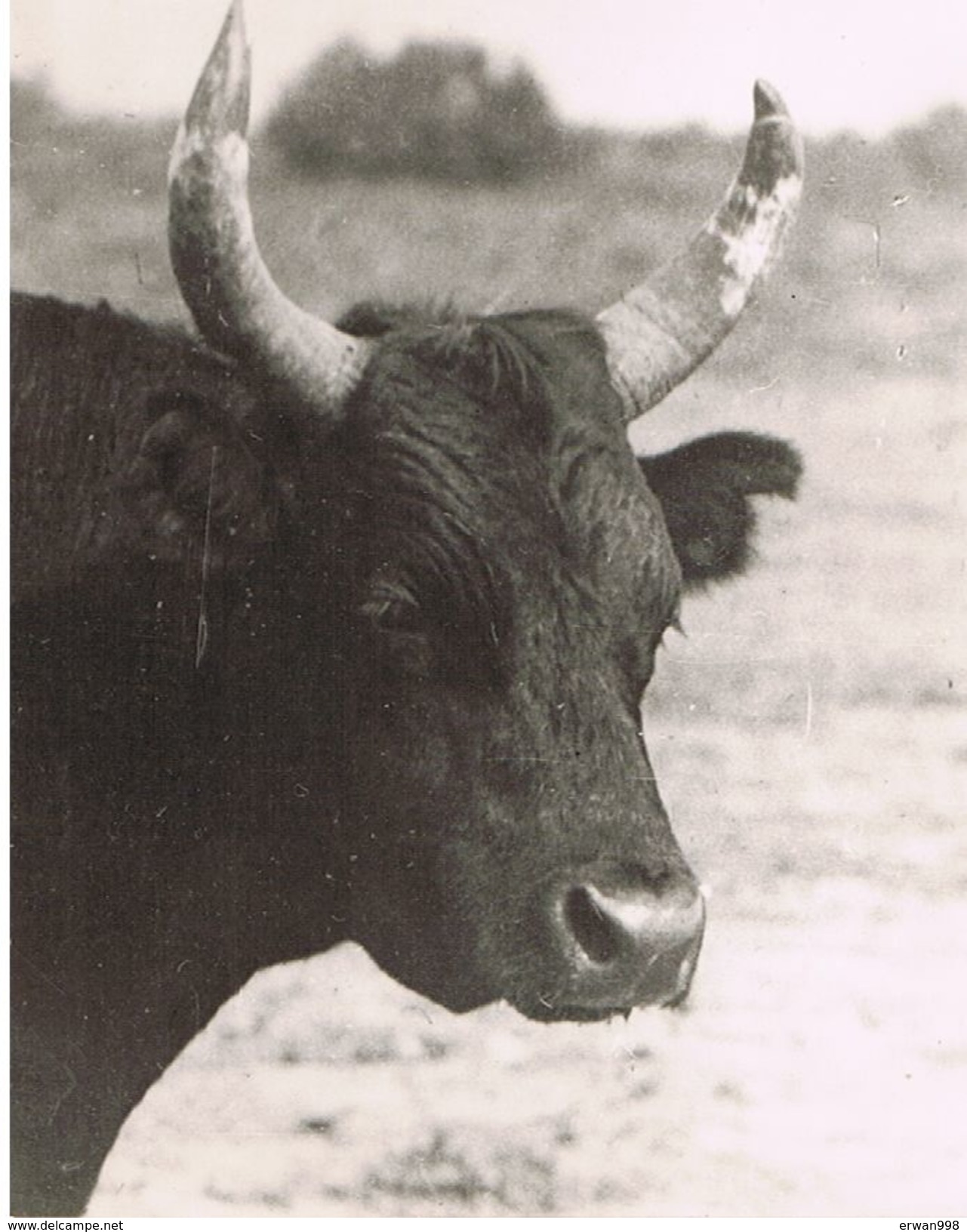 ARLES & CAMARGUE Photo D'une Tête De Taureau Camarguais Photo Goergue Rue Portagnel Arles  (127) - Altri & Non Classificati