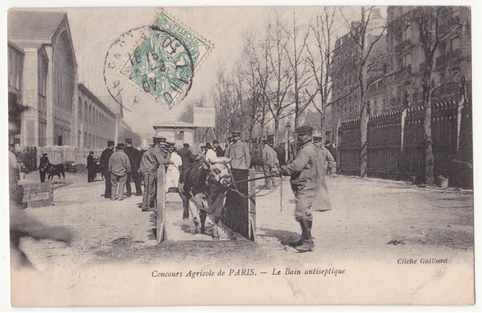 Paris: Concours Agricole De Paris: Le Bain Antiseptique. - Elevage