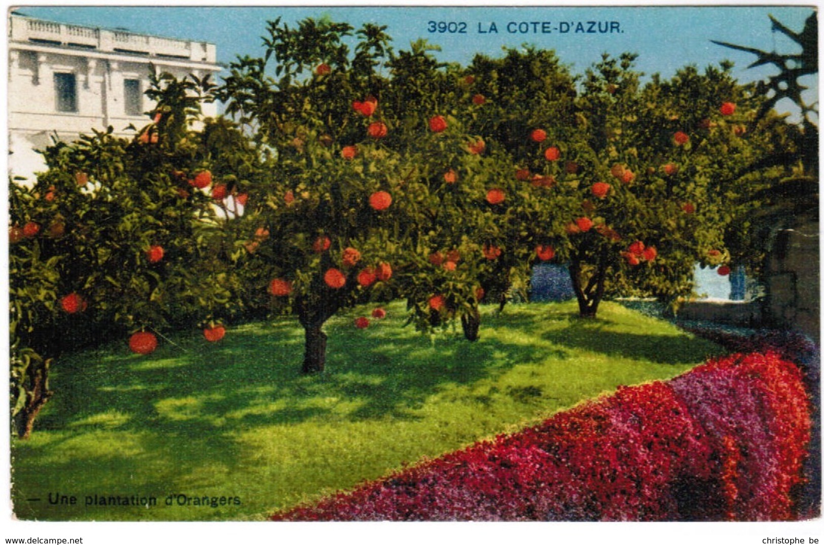 CPA Côte D'Azur Une Plantation D'orangers (pk32773) - Beaulieu-sur-Mer