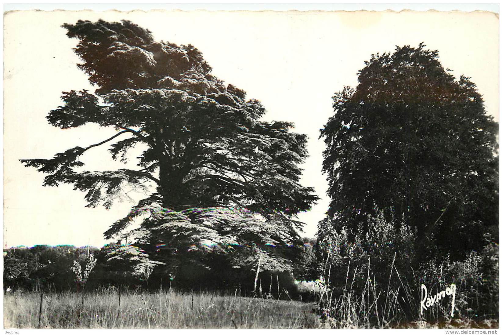 VILLECRESNES       LE CEDRE   ARBRE - Villecresnes