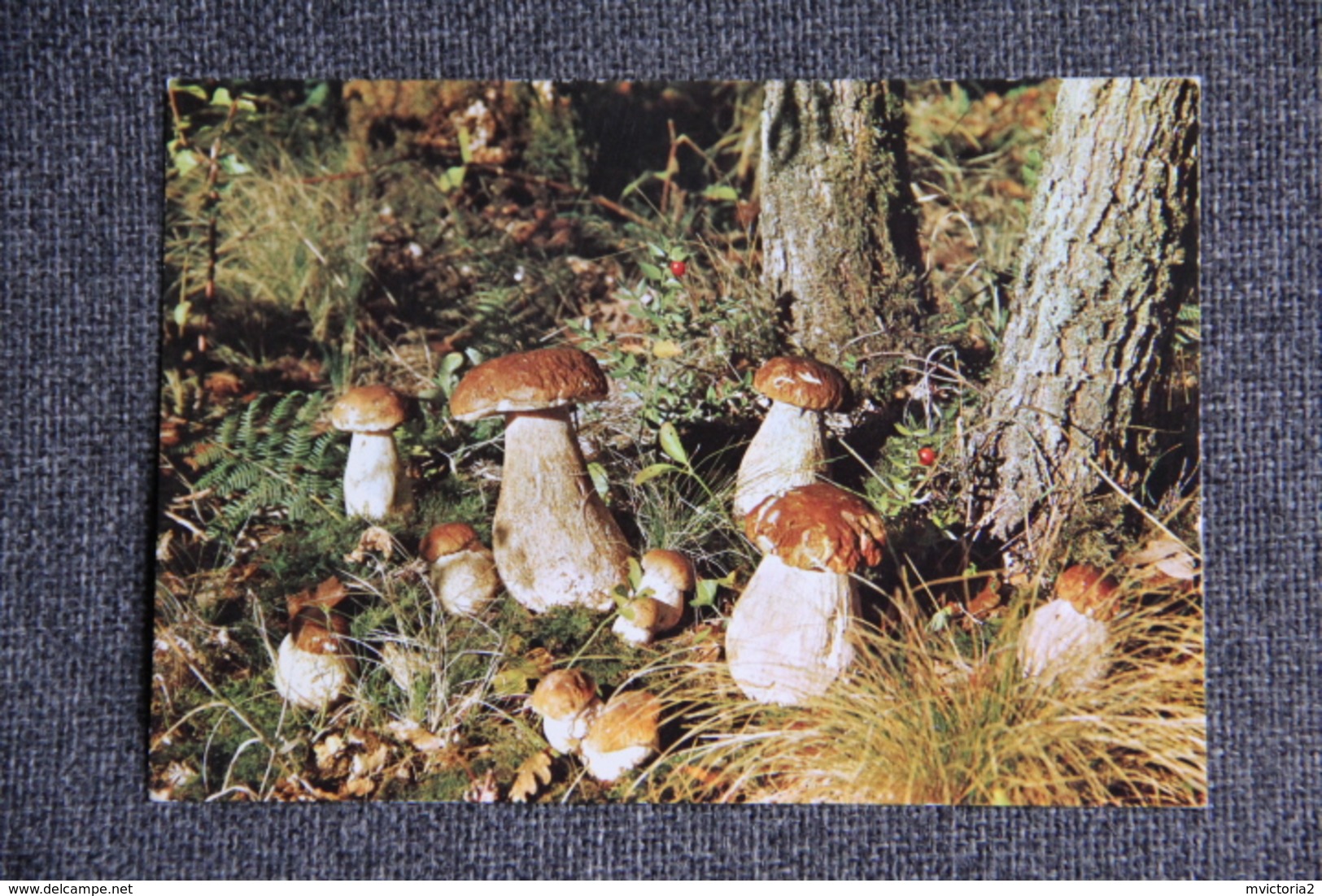 Cueillette De Champignons Dans Nos Forêts - Autres & Non Classés