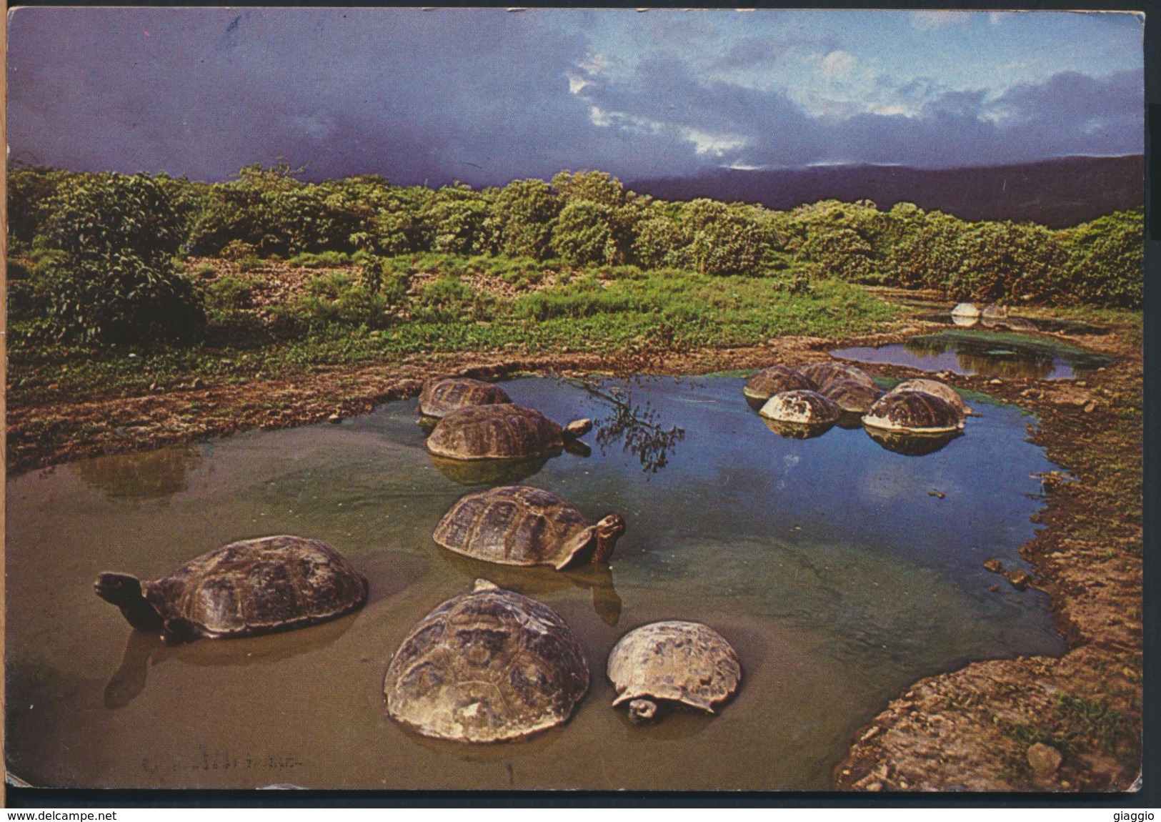 °°° GF15 - ECUADOR - ISLA ISABELA - TORTUGAS GIGANTES O GALAPAGOS - VOLCAN ALCEDO - 1993 With Stamps °°° - Ecuador