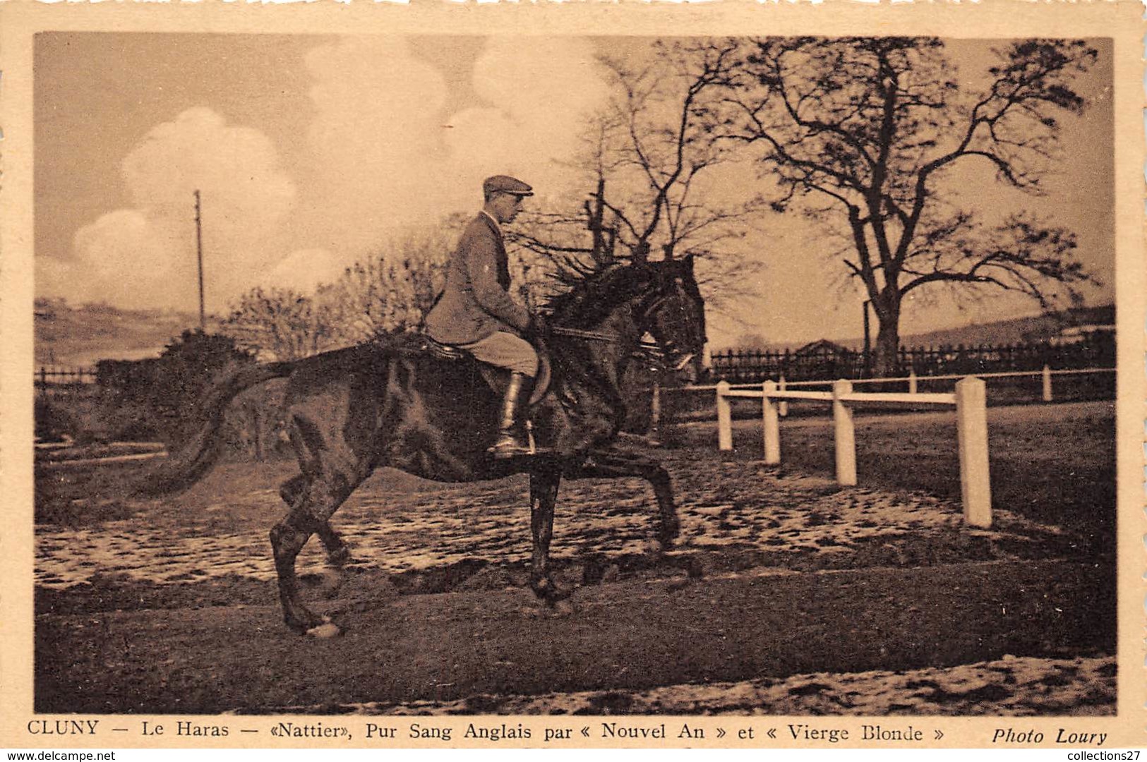 71-CLUNY- LE HARAS- " NATTIER " PUR SANG ANGLAIS PAR " NOUVEL AN " ET " VIERGE BLONDE " - Cluny