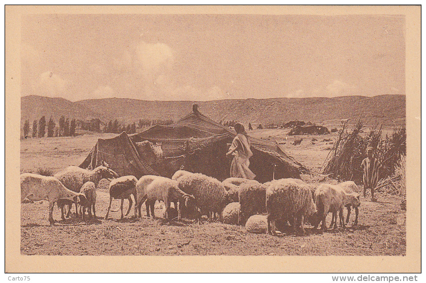 Algérie - Laghouat - Moutons Campement Nomades - Editeur Aracil - Scenes