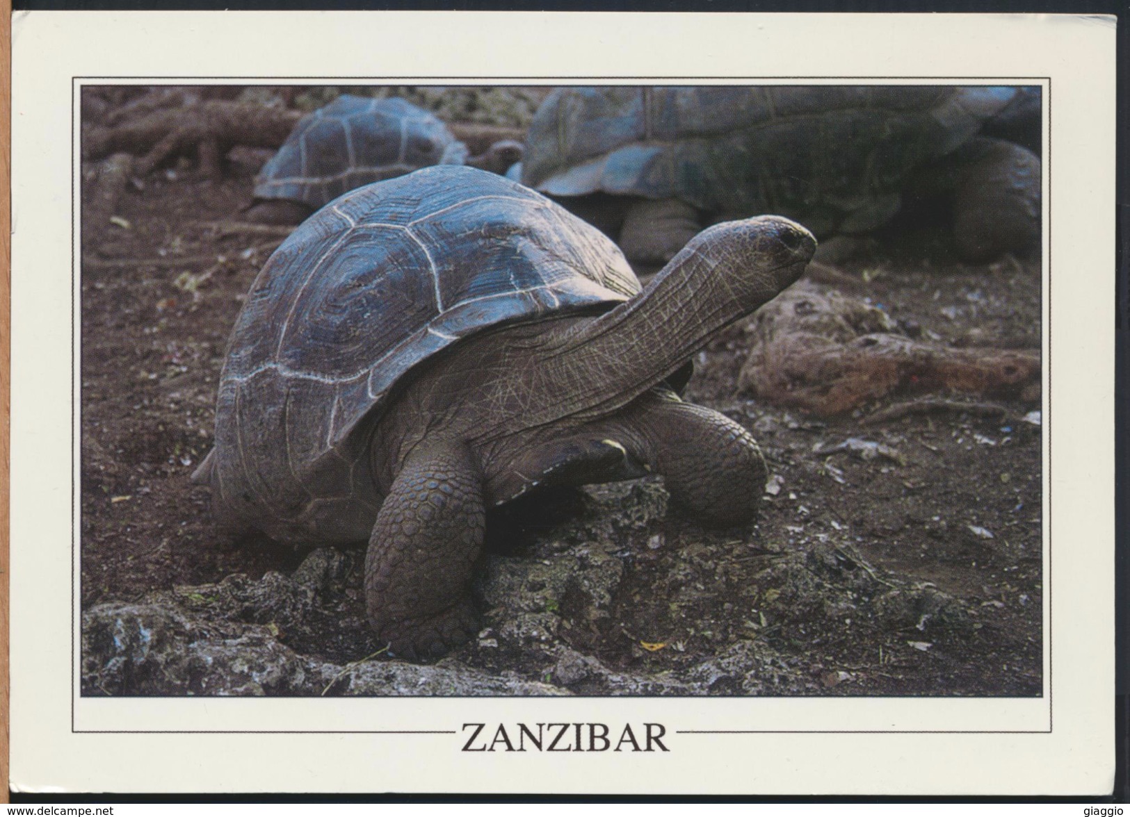 °°° GF41 - ZANZIBAR - TORTOISE , PRISON ISLAND °°° - Non Classificati