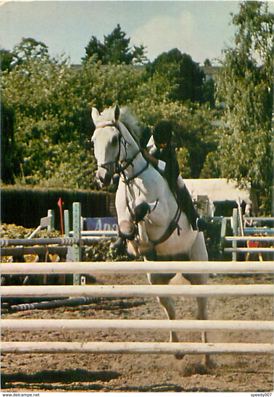 Chevaux Saut D' Obstacle  V 1103 - Chevaux