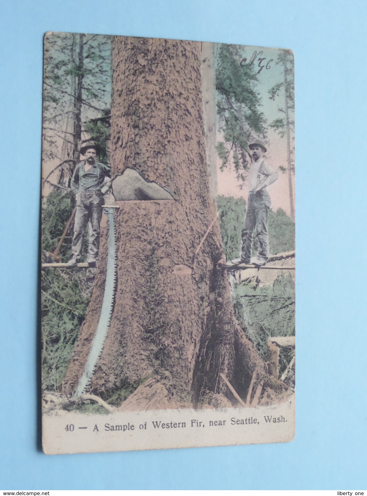 A Sample Of Western Fir, Near Seattle ( 40 ) Anno 19?? ( Zie Foto's ) ! - Seattle