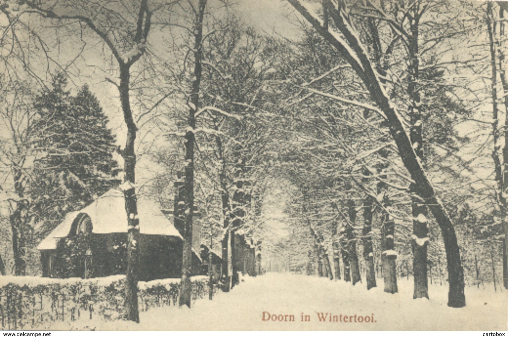 Doorn In Wintertooi - Doorn