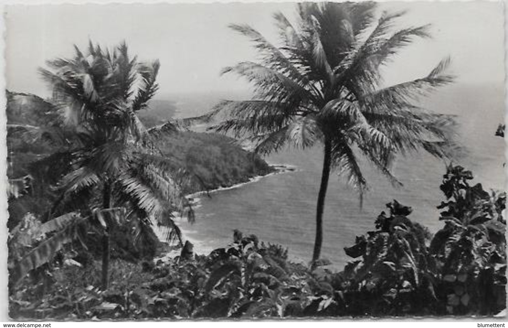 CPSM 9 X 14 Guadeloupe Colonies Françaises écrite éditeur YVON B11 Trois Rivières - Autres & Non Classés