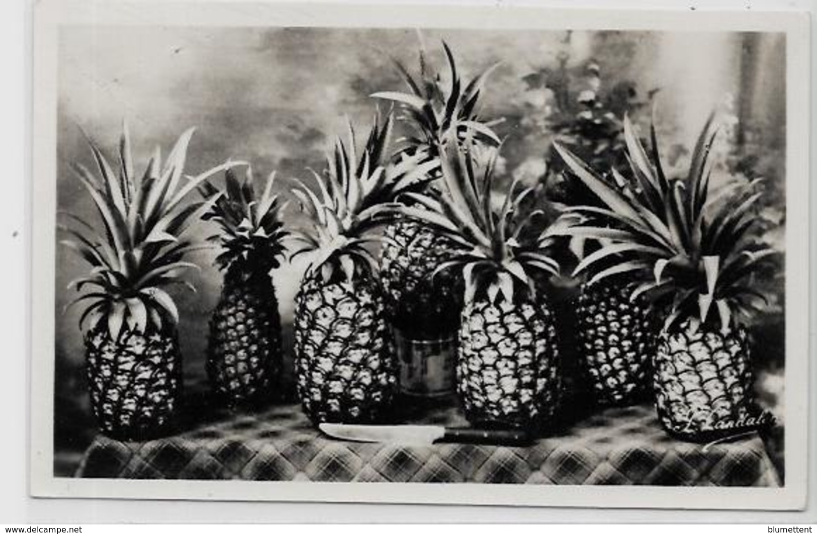 CPSM 9 X 14 Guadeloupe Colonies Françaises écrite éditeur CANDALEN N° 225 Concours Agricole - Pointe A Pitre