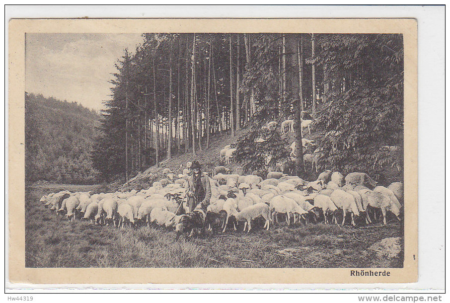 Schäfer Mit Hund Und Schafherde In Der Rhön - 1926 - Breeding