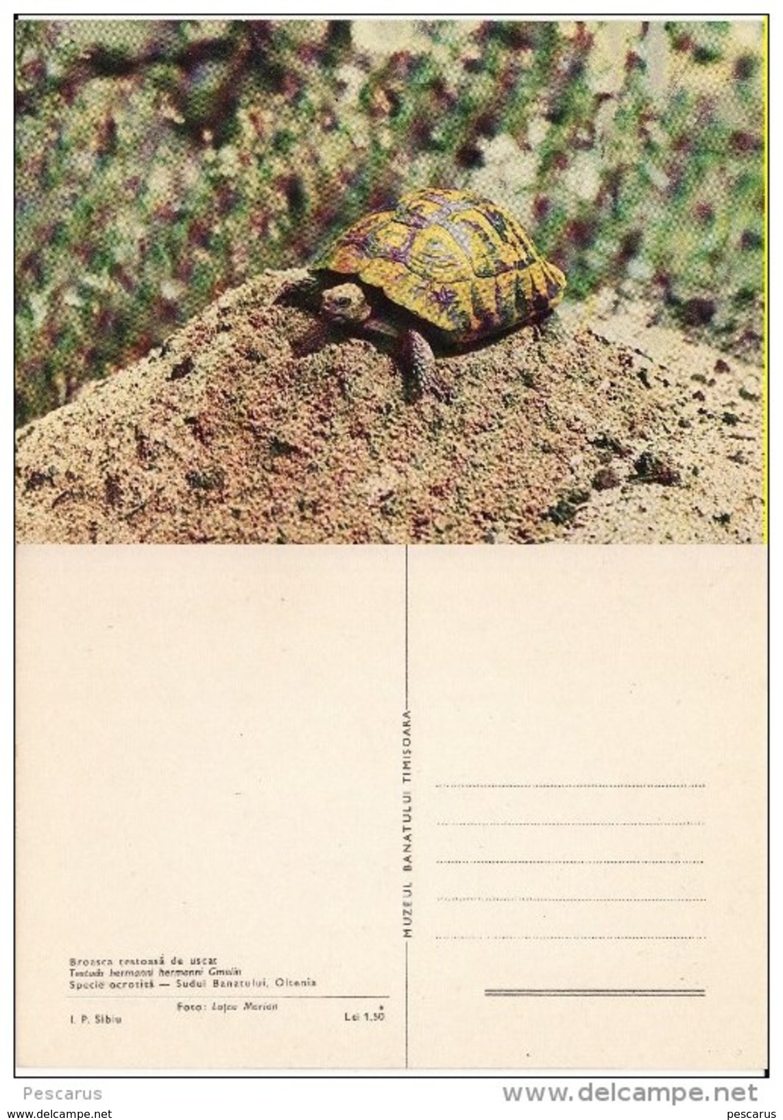 Romania, Oltenia, Banat- Animals, Animaux-  Broasca Testoasa, Turtle - Tartarughe